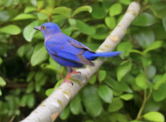 Bluebird on tree branch