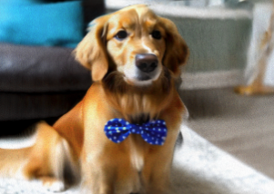 Golden retriever wearing bowtie